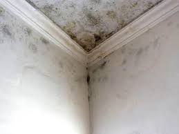 Best Mold Damage Restoration in Ellensburg, WA