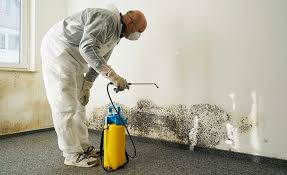 Why You Should Choose Our Mold Remediation Services in Ellensburg, WA